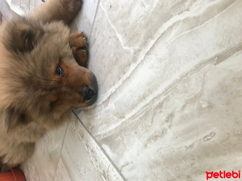 Chow Chow (çin Aslanı), Köpek  Alex fotoğrafı