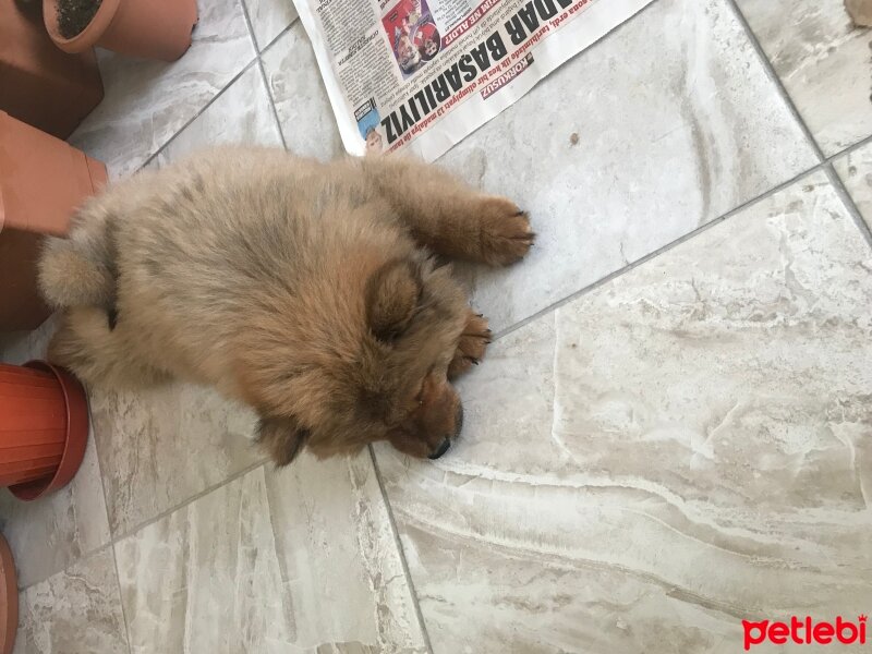 Chow Chow (çin Aslanı), Köpek  Alex fotoğrafı