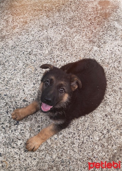 Alman Çoban Köpeği, Köpek  Vera fotoğrafı
