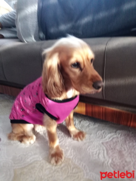Amerikan Cocker Spaniel, Köpek  Bella fotoğrafı