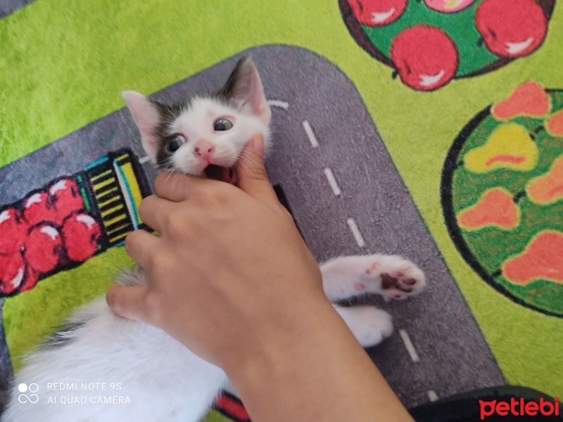 Tekir Kedi, Kedi  Bebiş fotoğrafı