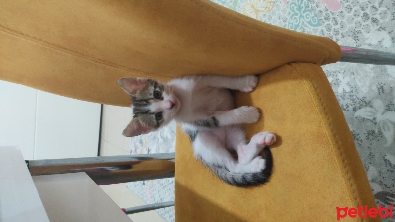 Tekir Kedi, Kedi  Bebiş fotoğrafı