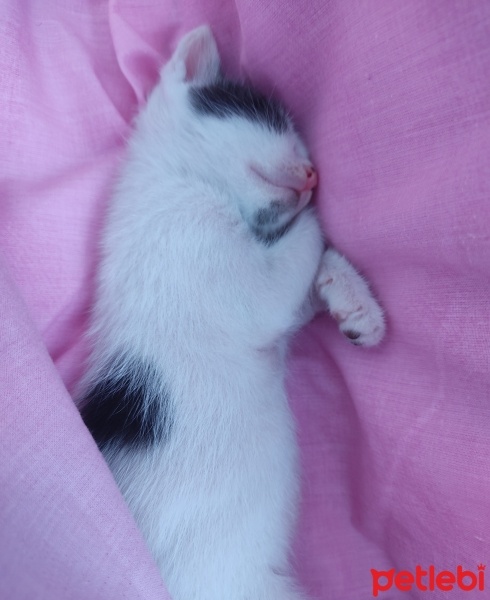 Tekir Kedi, Kedi  Bebiş fotoğrafı