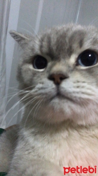 Tekir Kedi, Kedi  Bebiş fotoğrafı