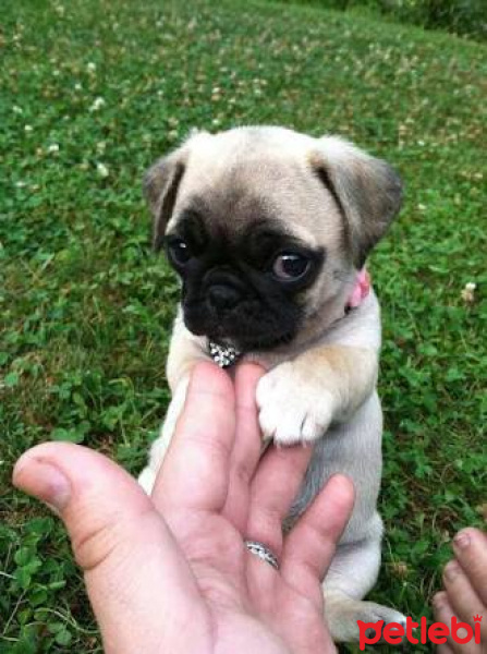 Pug, Köpek  Puf fotoğrafı