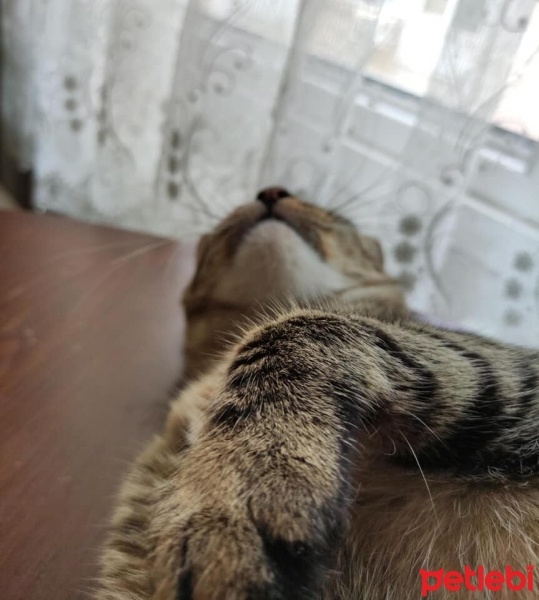 Tekir Kedi, Kedi  Mucize fotoğrafı