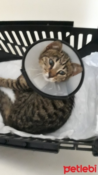 Tekir Kedi, Kedi  Mucize fotoğrafı