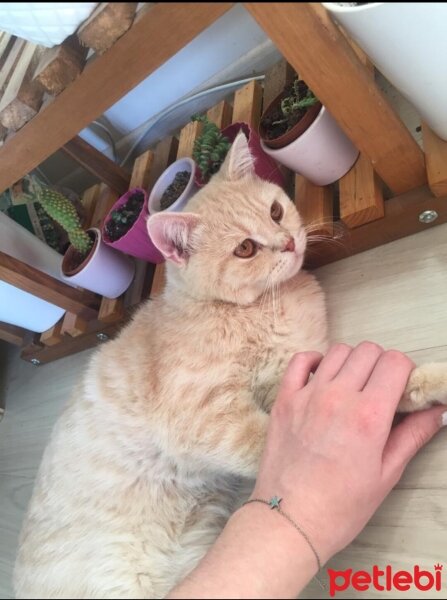 Scottish Fold, Kedi  Çapkın fotoğrafı