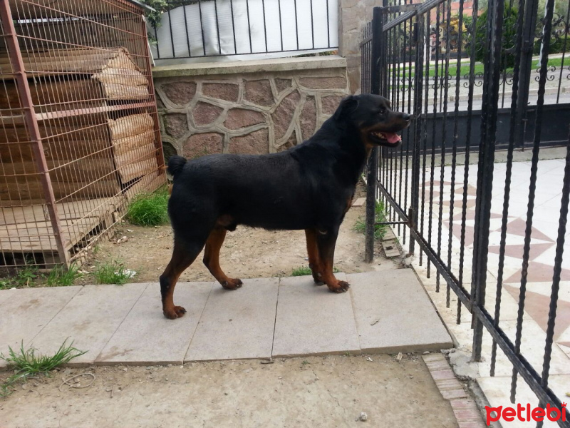 Rottweiler, Köpek  Efe fotoğrafı