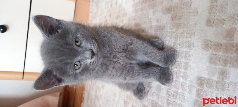 British Shorthair, Kedi  Patiler fotoğrafı