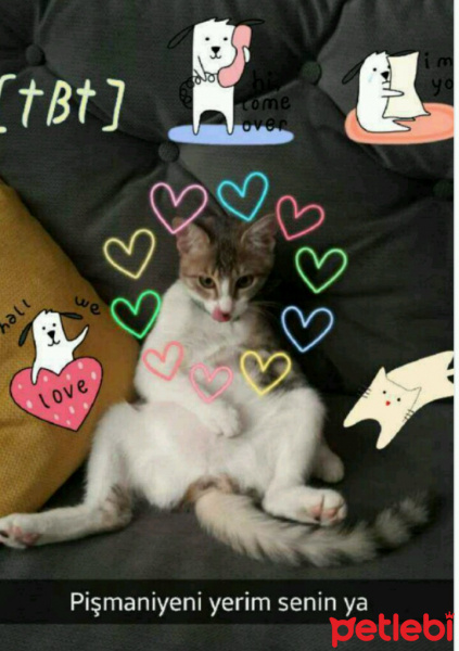 Tekir Kedi, Kedi  minnak fotoğrafı