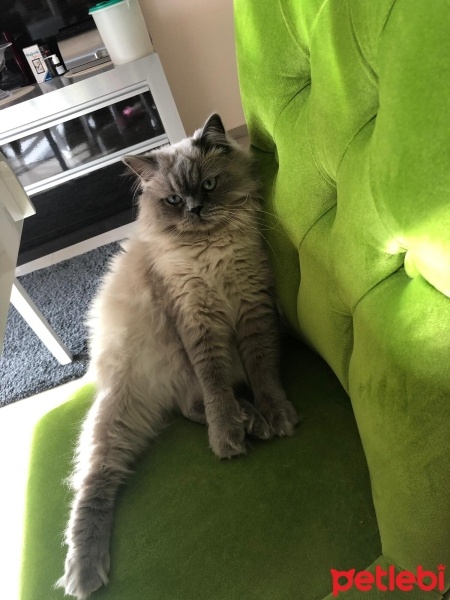 British Shorthair, Kedi  Milka fotoğrafı