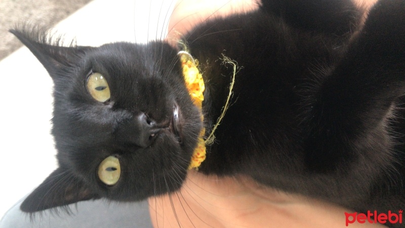 Bombay, Kedi  Suzi fotoğrafı
