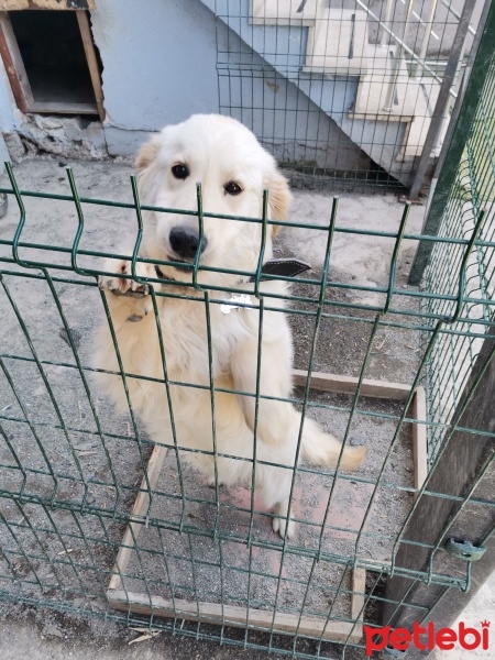 Golden Retriever, Köpek  Köpük fotoğrafı
