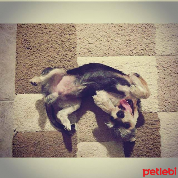 Yorkshire Terrier, Köpek  Junior fotoğrafı