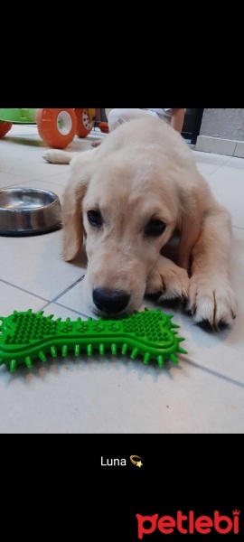 Golden Retriever, Köpek  Luna fotoğrafı