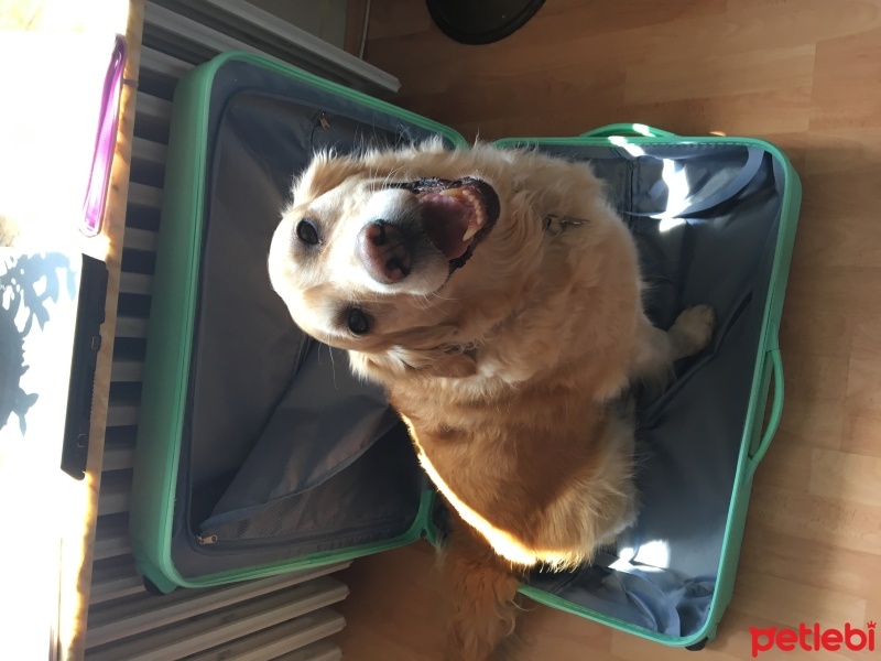 Golden Retriever, Köpek  Şans fotoğrafı