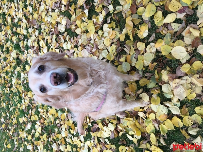 Golden Retriever, Köpek  Şans fotoğrafı