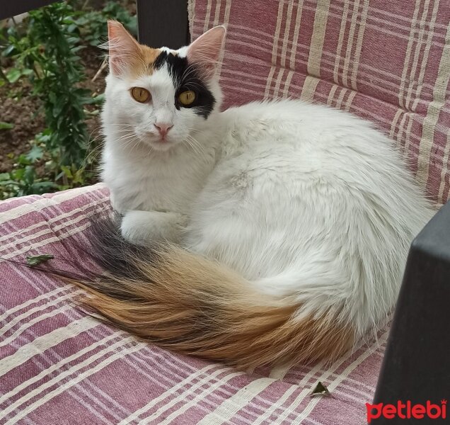 Tekir Kedi, Kedi  Vals fotoğrafı