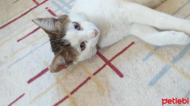 Tekir Kedi, Kedi  PONÇİK fotoğrafı