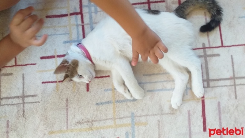 Tekir Kedi, Kedi  PONÇİK fotoğrafı