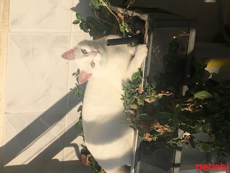 Ankara Kedisi, Kedi  yumyum fotoğrafı