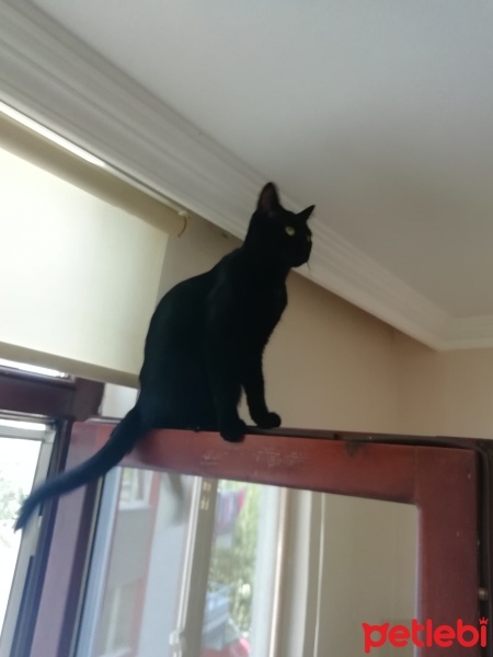 Bombay, Kedi  Zeytin fotoğrafı