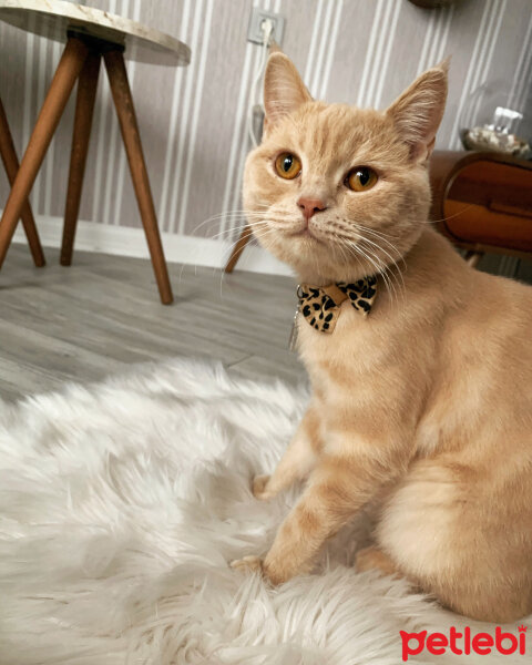 British Shorthair, Kedi  Carlos fotoğrafı