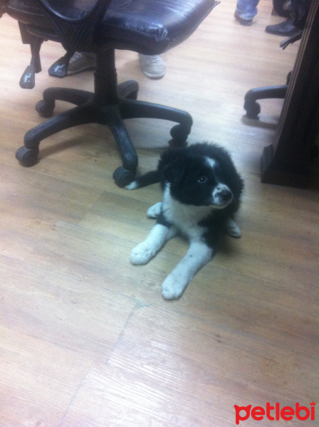 Border Collie, Köpek  Paşa fotoğrafı