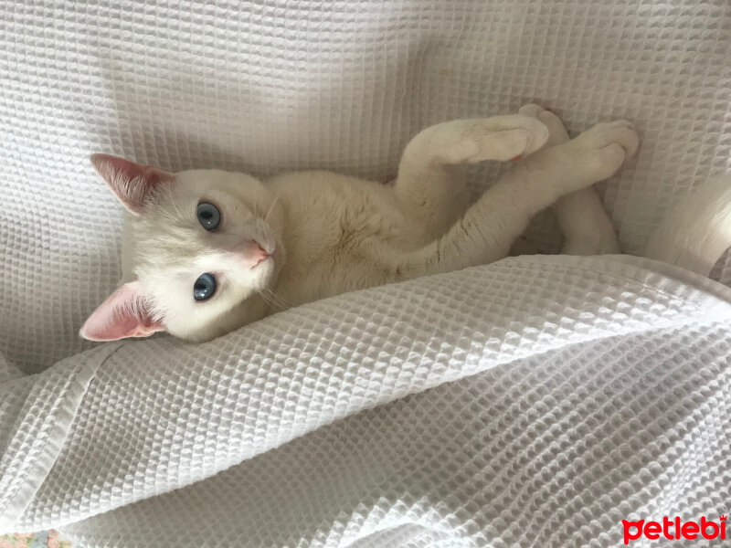 Ankara Kedisi, Kedi  Mars fotoğrafı