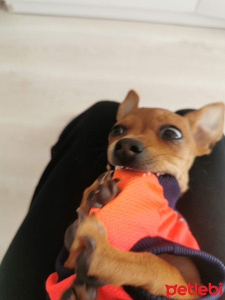 Minyatür Pinscher, Köpek  lilith fotoğrafı
