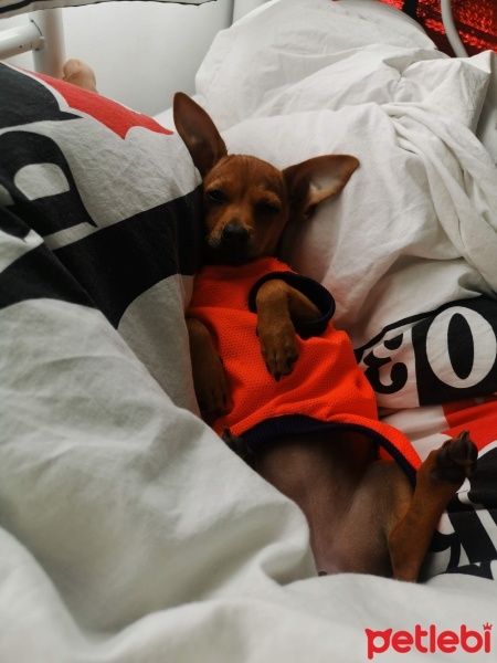 Minyatür Pinscher, Köpek  lilith fotoğrafı