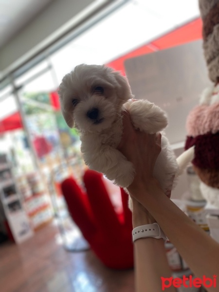 Maltese, Köpek  Porland fotoğrafı