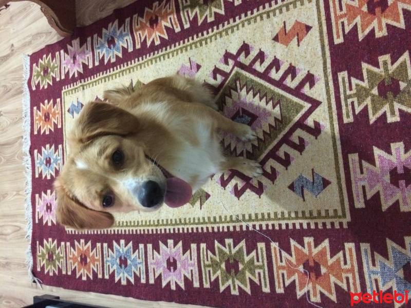 Golden Retriever, Köpek  Asya fotoğrafı