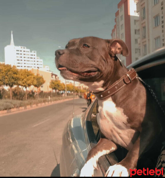 Amerikan Staffordshire Terrier, Köpek  Nix fotoğrafı