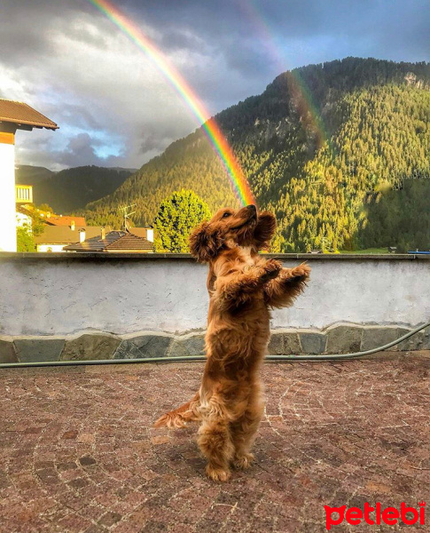 İngiliz Cocker Spaniel, Köpek  Tarçın fotoğrafı
