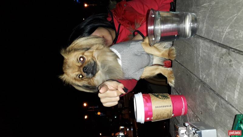 Pekingese, Köpek  Peter Pan fotoğrafı