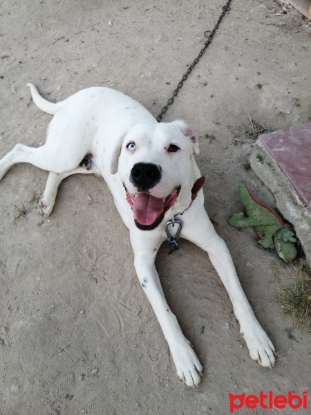 Dogo Arjantin, Köpek  ARES fotoğrafı