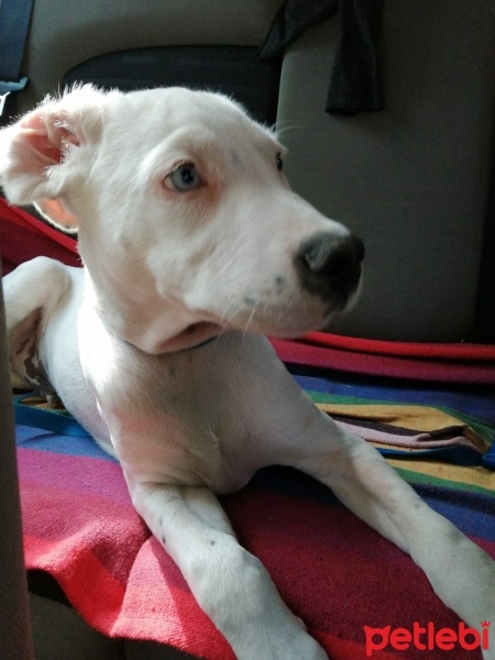 Dogo Arjantin, Köpek  ARES fotoğrafı