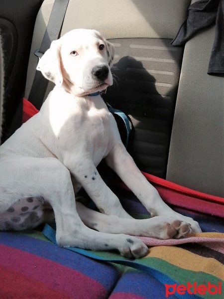 Dogo Arjantin, Köpek  ARES fotoğrafı