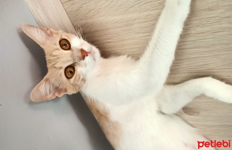 Singapura, Kedi  Pierrette fotoğrafı