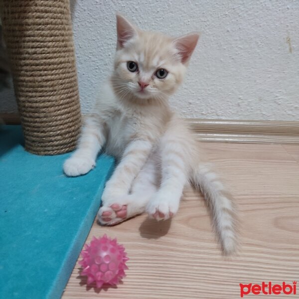 British Shorthair, Kedi  BRİTİSH SHORTHAİR KREM fotoğrafı