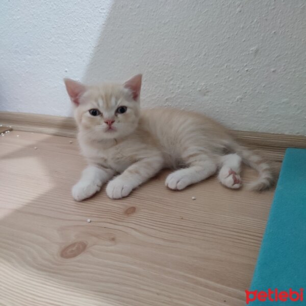 British Shorthair, Kedi  BRİTİSH SHORTHAİR KREM fotoğrafı