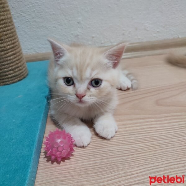 British Shorthair, Kedi  BRİTİSH SHORTHAİR KREM fotoğrafı