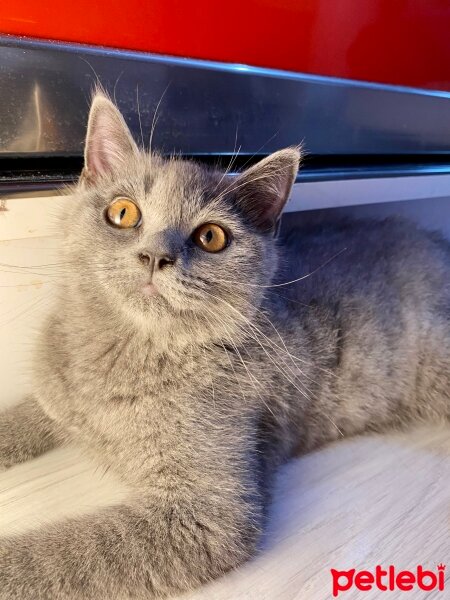 British Shorthair, Kedi  Ares fotoğrafı