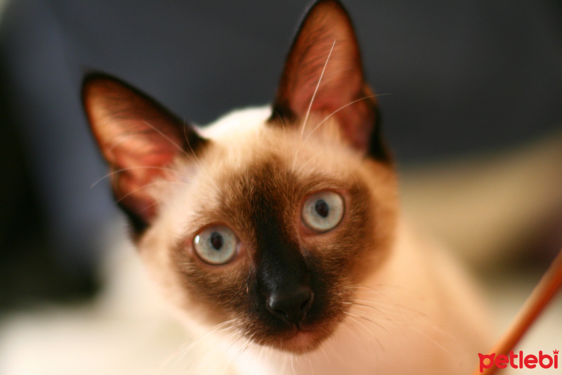 Siyam Kedisi, Kedi  FOXY fotoğrafı