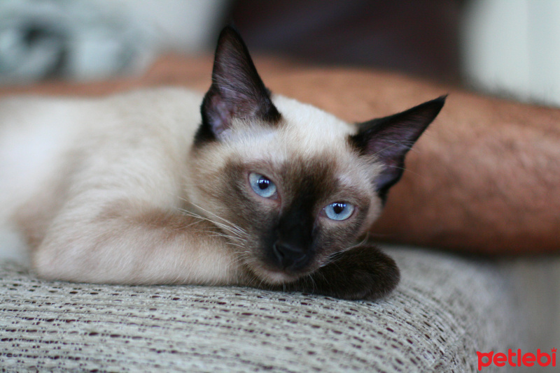 Siyam Kedisi, Kedi  FOXY fotoğrafı