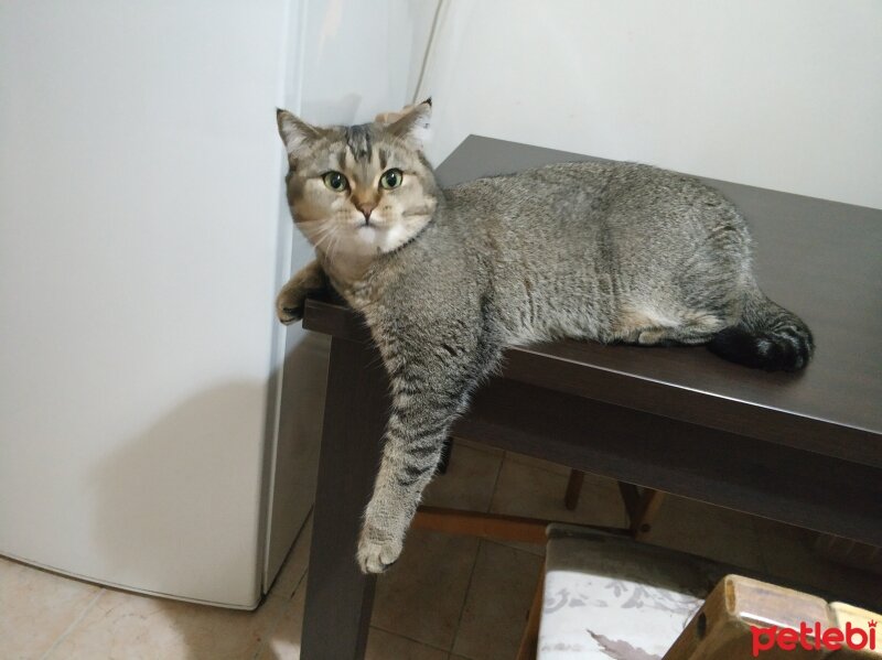 British Shorthair, Kedi  Müjgan fotoğrafı