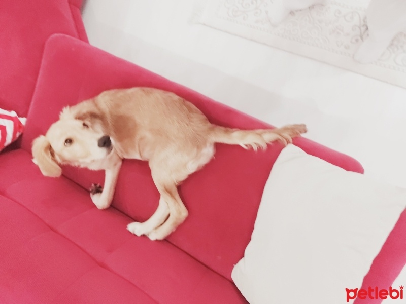 Golden Retriever, Köpek  Pulsar fotoğrafı