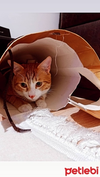 Sarman, Kedi  BIDİŞ fotoğrafı